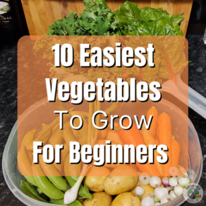 10 easiest vegetables to grow for beginners