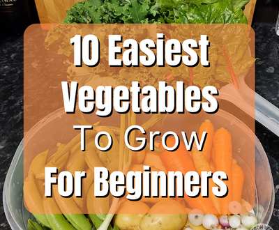 10 easiest vegetables to grow for beginners