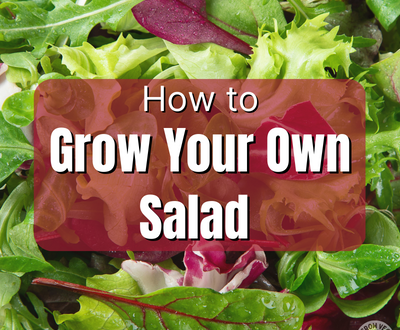 how to grow your own salad