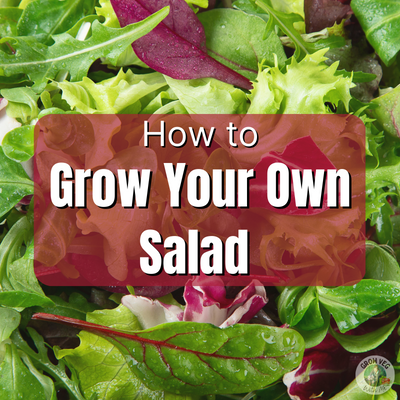 how to grow your own salad