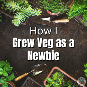 how i grew veg as a newbie