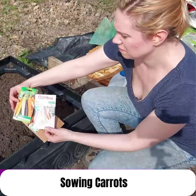 sowing carrots