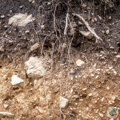 clay soil