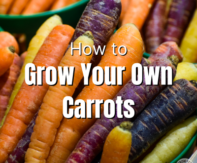 how to grow your own carrots