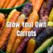 how to grow your own carrots