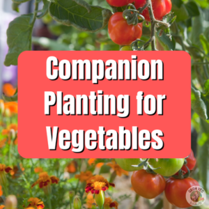 companion planting for vegetables