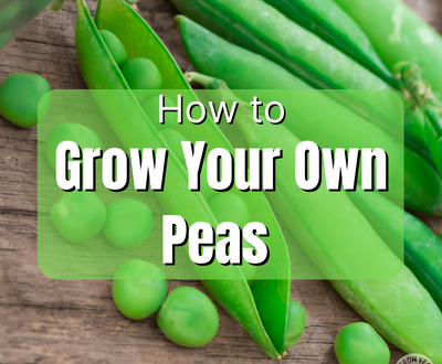 how to grow your own peas