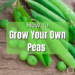 how to grow your own peas