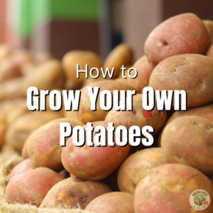 How to Grow Your Own Potatoes - Grow Veg With Me