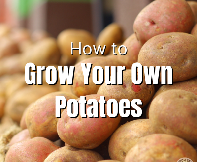 how to grow your own potatoes