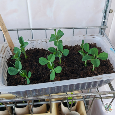 pea seedlings