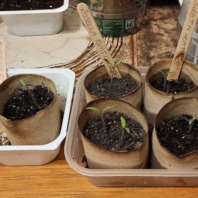 tomato seedlings