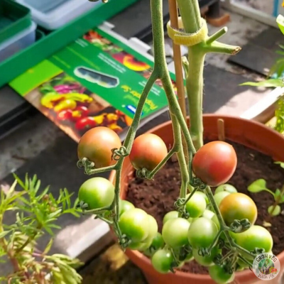 rosella tomatoes