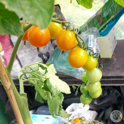 honeycomb tomatoes