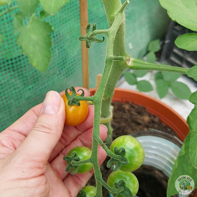 honeycomb tomatoes