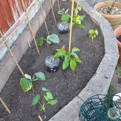 plant watering hack