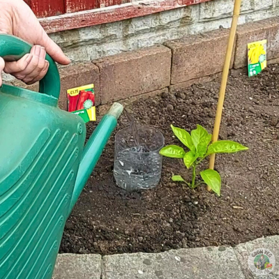 plant watering hack