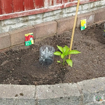 plant watering hack