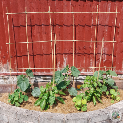 cucumber trellis