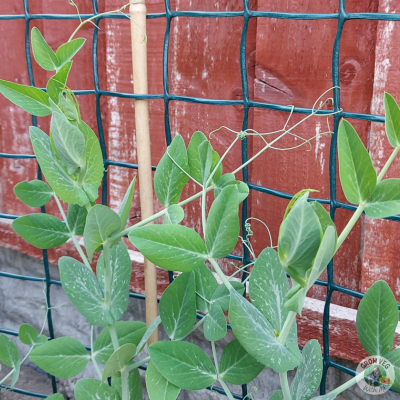 pea trellis