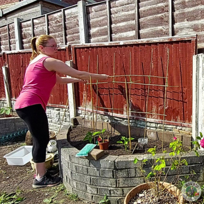 cucumber trellis