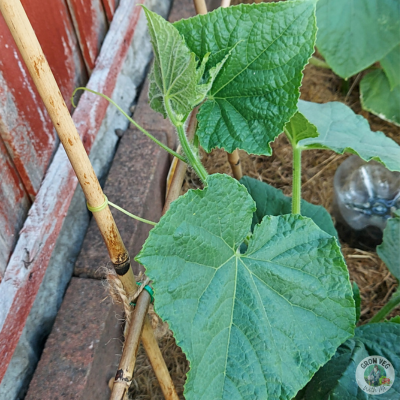 cucumber trellis