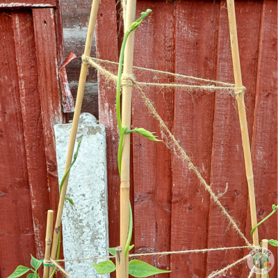 climbing bean structure